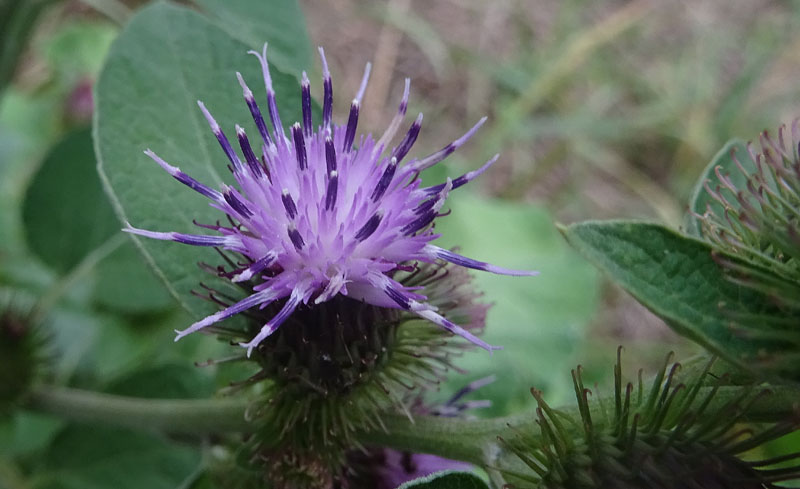 Arctium sp. - Asteraceae